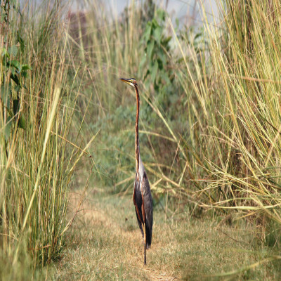 Okhla Bird Sanctuary Sightseeing